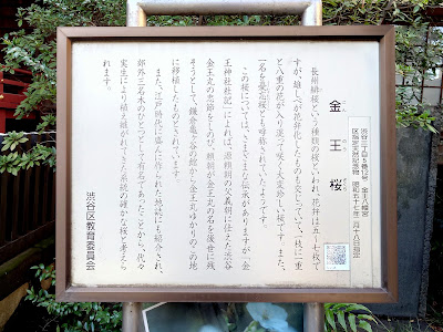 金王桜 (渋谷区 金王八幡宮) 사진 3