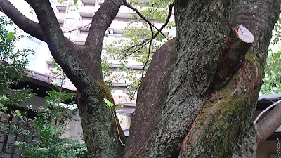 金王桜 (渋谷区 金王八幡宮) 사진 2