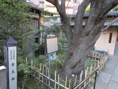 金王桜 (渋谷区 金王八幡宮) 사진 4