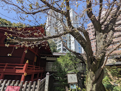 金王桜 (渋谷区 金王八幡宮) 사진 5