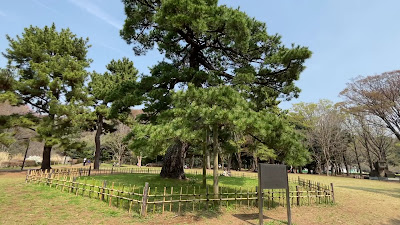 요요기 공원 열병식 소나무 사진 2