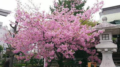 Shimoochiai Hikawa Shrine 사진 2