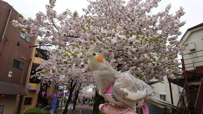東立石桜並木 사진 4