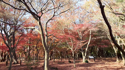 Heirin-ji Precinct Forest 사진 2