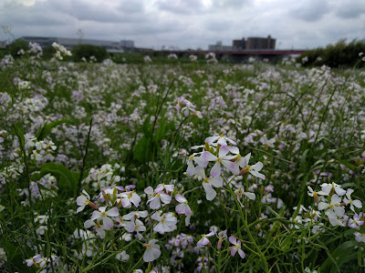Tamagawa Recreation Ground 사진 5