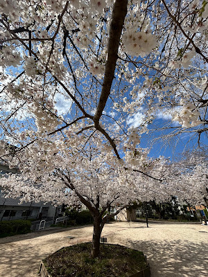 Wada Sakura-no-Saka Park 사진 3
