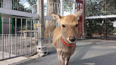 Itabashi Children's Zoo Takashimadaira Branch 사진 3