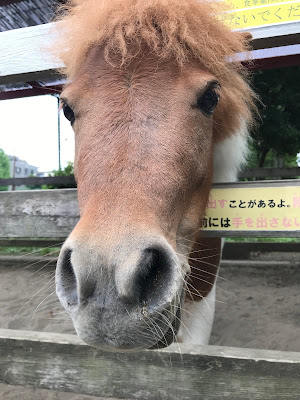 Itabashi Children's Zoo Takashimadaira Branch 사진 5