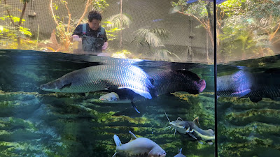 카와스이 가와사키 수족관 사진 2
