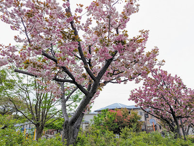 Takayamaakashia Park 사진 4