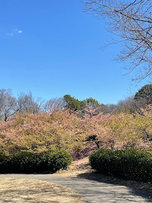 茅ヶ崎公園の河津桜 사진 3