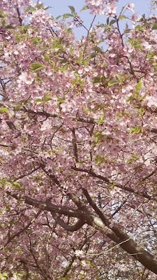茅ヶ崎公園の河津桜 사진 2