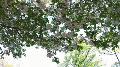 Hiyoshi no Oka Park 사진 2
