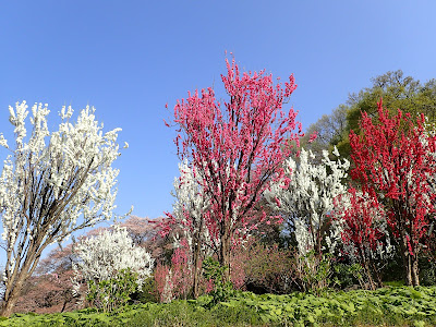 Tsunashimadai Park 사진 2
