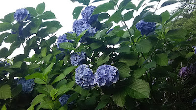 Tsunashimadai Park 사진 5