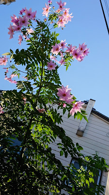Hiyoshi 2-chome Park 사진 2