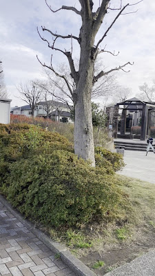 Ushikuboayame Park 사진 2