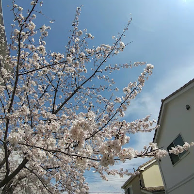 Ichinotsubosakura Park 사진 2