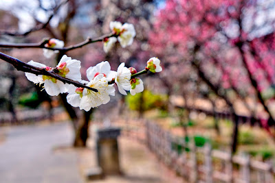 Seiseki Kamata Umeyashiki Park 사진 4