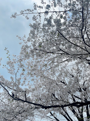 Tsuruwatari Park 사진 3