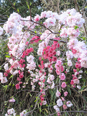 Arima Furusato Park 사진 5