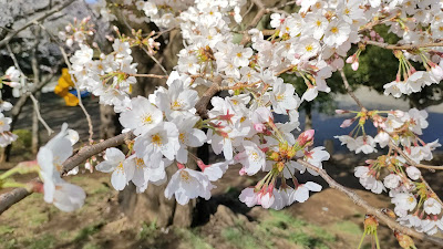 Arimatsutsuji Park 사진 2
