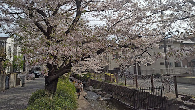 渋川の桜 사진 2