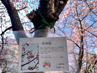 渋川の桜 사진 3