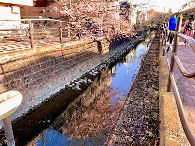 渋川の桜 사진 4