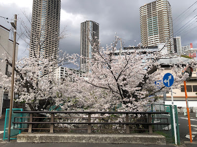 渋川の桜 사진 5