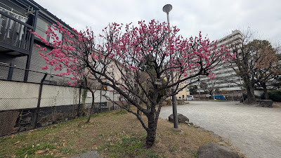 Shingo Flower Jido Park 사진 5