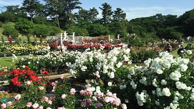 Mukogaoka Park 사진 4