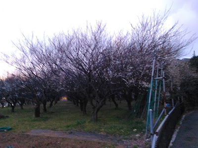 江戸見桜 사진 2