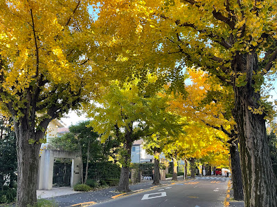 田園調布の銀杏並木 사진 3
