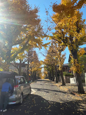 田園調布の銀杏並木 사진 2