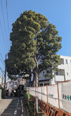 保存樹クスノキ（品川区） 사진 3