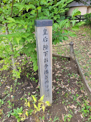 皇后陛下（美智子）お手播きのコブシ 사진 3