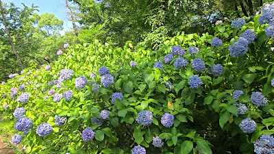 Hydrangea Mountain (Ajisai-yama) 사진 2