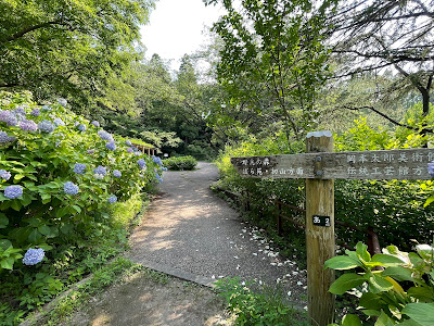 Hydrangea Mountain (Ajisai-yama) 사진 3