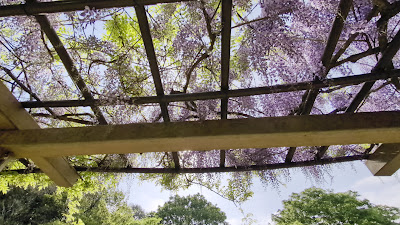 Wisteria shelf(Fuji Flower) 사진 4