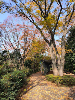 Wisteria shelf(Fuji Flower) 사진 5