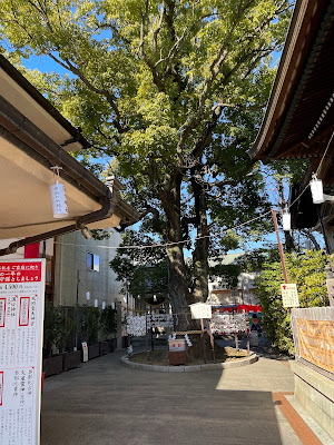 長寿けやき（溝口神社） 사진 4