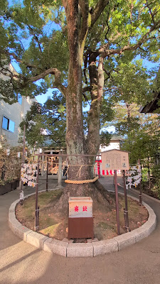 長寿けやき（溝口神社） 사진 2
