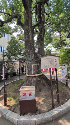 親楠（溝口神社） 사진 2