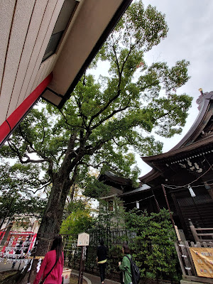 親楠（溝口神社） 사진 3