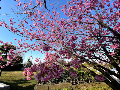 Site of Sakunobe Castle 사진 3