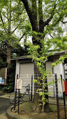 願掛けの夫婦銀杏 사진 2