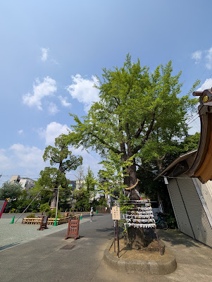 願掛けの夫婦銀杏 사진 3