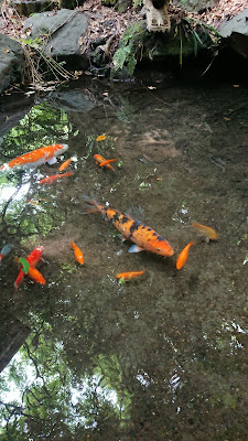 勢古偉耶大杉（せこいやおおすぎ） 사진 3