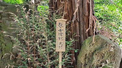 勢古偉耶大杉（せこいやおおすぎ） 사진 2